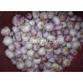 Fresh Yunnan Solo Garlic